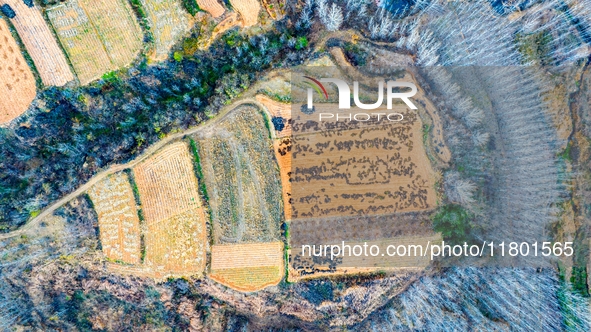 An aerial photo shows the continuous landscape of rice terraces in Anqiu, China, on November 22, 2024. 