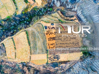 An aerial photo shows the continuous landscape of rice terraces in Anqiu, China, on November 22, 2024. (