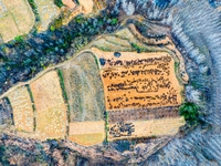 An aerial photo shows the continuous landscape of rice terraces in Anqiu, China, on November 22, 2024. (