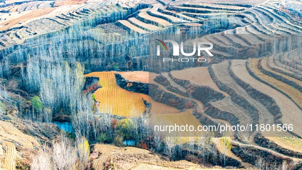 An aerial photo shows the continuous landscape of rice terraces in Anqiu, China, on November 22, 2024. 