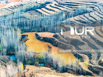 An aerial photo shows the continuous landscape of rice terraces in Anqiu, China, on November 22, 2024. (