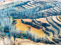 An aerial photo shows the continuous landscape of rice terraces in Anqiu, China, on November 22, 2024. (