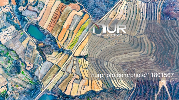 An aerial photo shows the continuous landscape of rice terraces in Anqiu, China, on November 22, 2024. 