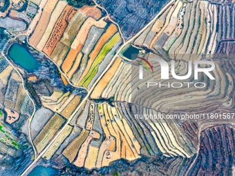 An aerial photo shows the continuous landscape of rice terraces in Anqiu, China, on November 22, 2024. (