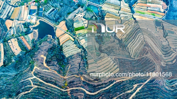 An aerial photo shows the continuous landscape of rice terraces in Anqiu, China, on November 22, 2024. 