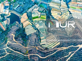 An aerial photo shows the continuous landscape of rice terraces in Anqiu, China, on November 22, 2024. (