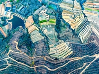 An aerial photo shows the continuous landscape of rice terraces in Anqiu, China, on November 22, 2024. (