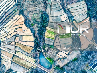 An aerial photo shows the continuous landscape of rice terraces in Anqiu, China, on November 22, 2024. (