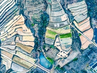 An aerial photo shows the continuous landscape of rice terraces in Anqiu, China, on November 22, 2024. (