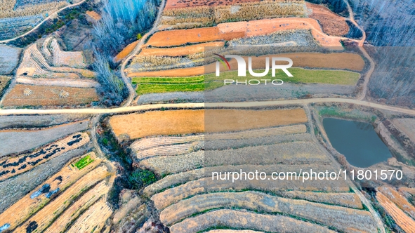 An aerial photo shows the continuous landscape of rice terraces in Anqiu, China, on November 22, 2024. 