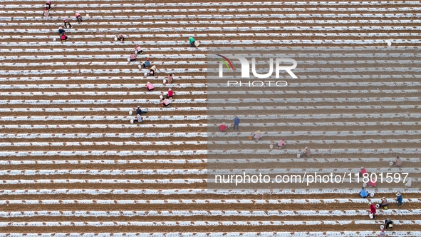 Employees plant a new variety of Salvia miltiorrhiza developed by a university at a Salvia miltiorrhiza planting base in Jiayue Township, Zh...