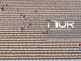 Employees plant a new variety of Salvia miltiorrhiza developed by a university at a Salvia miltiorrhiza planting base in Jiayue Township, Zh...