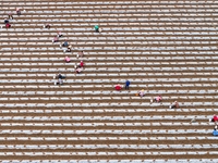 Employees plant a new variety of Salvia miltiorrhiza developed by a university at a Salvia miltiorrhiza planting base in Jiayue Township, Zh...