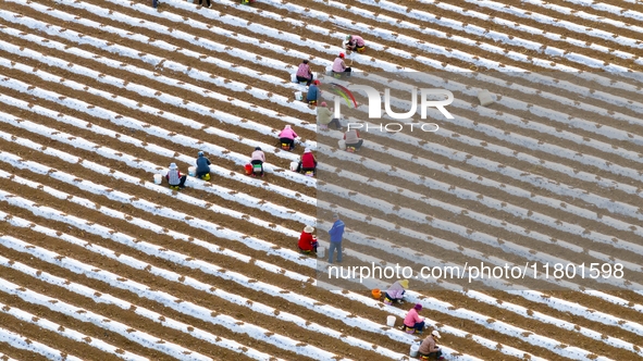 Employees plant a new variety of Salvia miltiorrhiza developed by a university at a Salvia miltiorrhiza planting base in Jiayue Township, Zh...