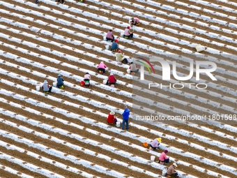 Employees plant a new variety of Salvia miltiorrhiza developed by a university at a Salvia miltiorrhiza planting base in Jiayue Township, Zh...