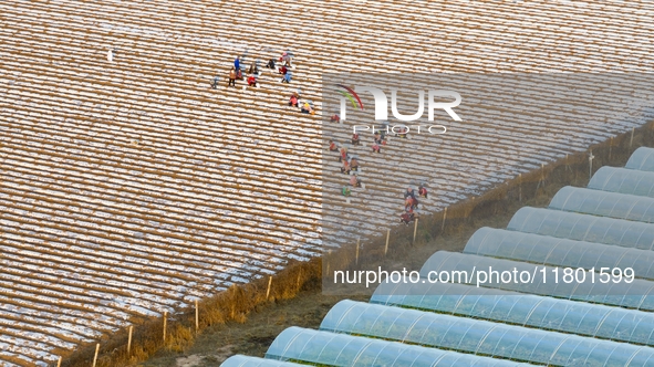 Employees plant a new variety of Salvia miltiorrhiza developed by a university at a Salvia miltiorrhiza planting base in Jiayue Township, Zh...