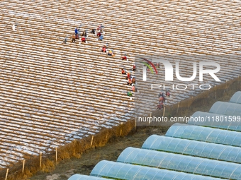 Employees plant a new variety of Salvia miltiorrhiza developed by a university at a Salvia miltiorrhiza planting base in Jiayue Township, Zh...