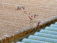 Employees plant a new variety of Salvia miltiorrhiza developed by a university at a Salvia miltiorrhiza planting base in Jiayue Township, Zh...