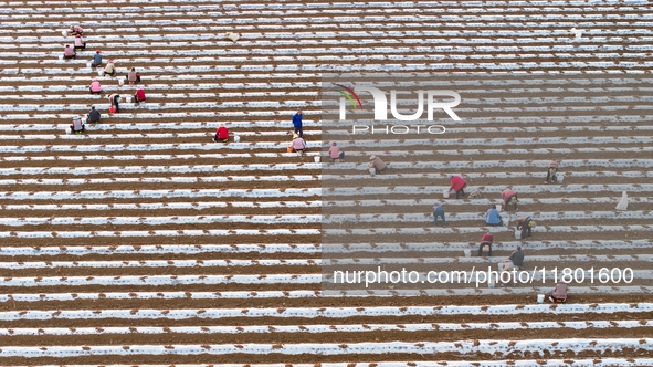 Employees plant a new variety of Salvia miltiorrhiza developed by a university at a Salvia miltiorrhiza planting base in Jiayue Township, Zh...