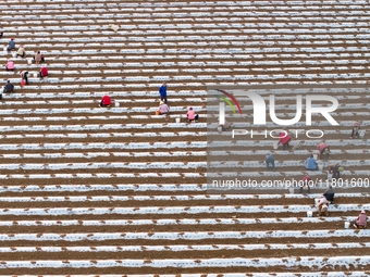 Employees plant a new variety of Salvia miltiorrhiza developed by a university at a Salvia miltiorrhiza planting base in Jiayue Township, Zh...