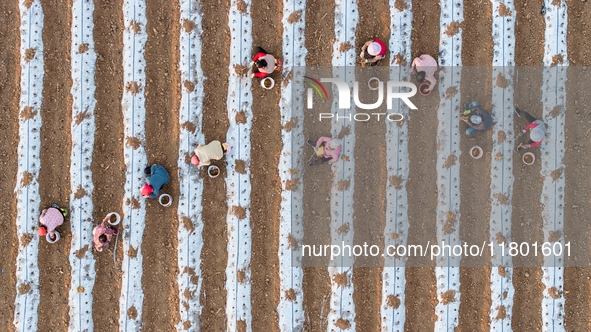 Employees plant a new variety of Salvia miltiorrhiza developed by a university at a Salvia miltiorrhiza planting base in Jiayue Township, Zh...