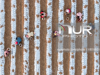 Employees plant a new variety of Salvia miltiorrhiza developed by a university at a Salvia miltiorrhiza planting base in Jiayue Township, Zh...