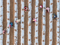 Employees plant a new variety of Salvia miltiorrhiza developed by a university at a Salvia miltiorrhiza planting base in Jiayue Township, Zh...