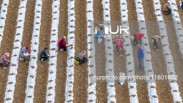 Employees plant a new variety of Salvia miltiorrhiza developed by a university at a Salvia miltiorrhiza planting base in Jiayue Township, Zh...