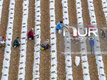 Employees plant a new variety of Salvia miltiorrhiza developed by a university at a Salvia miltiorrhiza planting base in Jiayue Township, Zh...