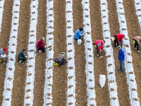 Employees plant a new variety of Salvia miltiorrhiza developed by a university at a Salvia miltiorrhiza planting base in Jiayue Township, Zh...