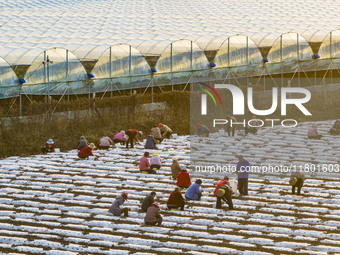 Employees plant a new variety of Salvia miltiorrhiza developed by a university at a Salvia miltiorrhiza planting base in Jiayue Township, Zh...