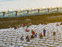 Employees plant a new variety of Salvia miltiorrhiza developed by a university at a Salvia miltiorrhiza planting base in Jiayue Township, Zh...