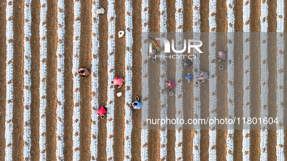 Employees plant a new variety of Salvia miltiorrhiza developed by a university at a Salvia miltiorrhiza planting base in Jiayue Township, Zh...