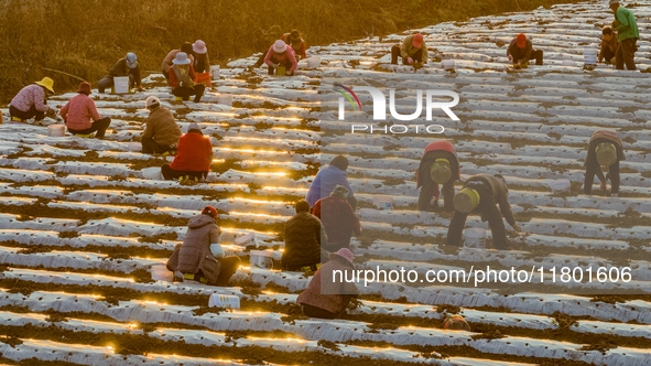 Employees plant a new variety of Salvia miltiorrhiza developed by a university at a Salvia miltiorrhiza planting base in Jiayue Township, Zh...