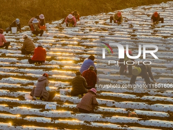 Employees plant a new variety of Salvia miltiorrhiza developed by a university at a Salvia miltiorrhiza planting base in Jiayue Township, Zh...