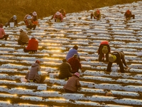 Employees plant a new variety of Salvia miltiorrhiza developed by a university at a Salvia miltiorrhiza planting base in Jiayue Township, Zh...