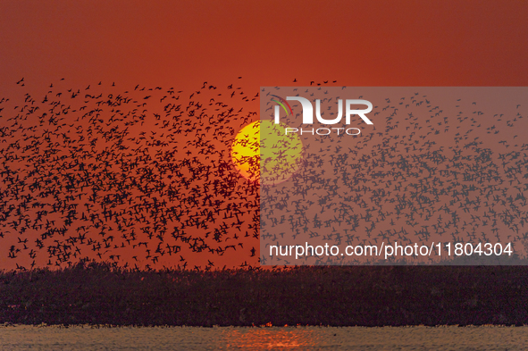 A large number of winter migratory birds fly over Hongze Lake Wetland National Nature Reserve in Suqian, Jiangsu province, China, on Novembe...