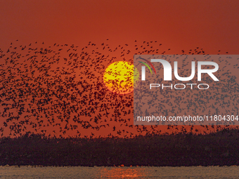 A large number of winter migratory birds fly over Hongze Lake Wetland National Nature Reserve in Suqian, Jiangsu province, China, on Novembe...