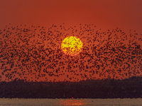 A large number of winter migratory birds fly over Hongze Lake Wetland National Nature Reserve in Suqian, Jiangsu province, China, on Novembe...