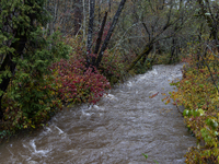 Rain from an atmospheric river swells Wolf Creek in Grass Valley, Calif., on November 23, 2024. (