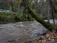 Rain from an atmospheric river swells Wolf Creek in Grass Valley, Calif., on November 23, 2024. (