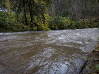 Rain from an atmospheric river swells Wolf Creek in Grass Valley, Calif., on November 23, 2024. (