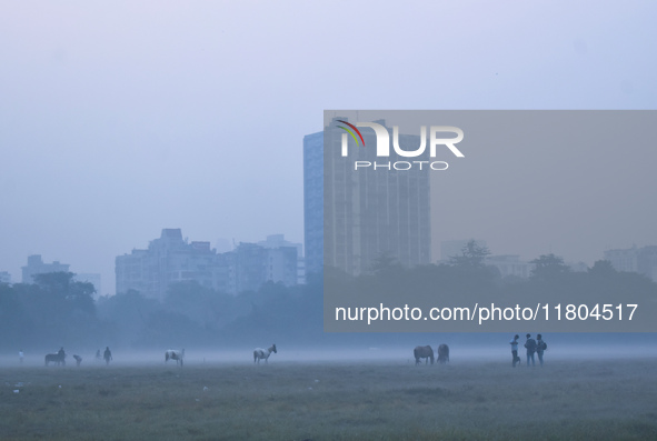 Horses move inside a ground on a foggy winter morning in Kolkata, India, on November 24, 2024. 