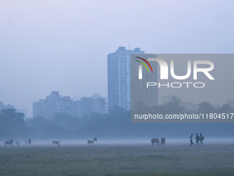 Horses move inside a ground on a foggy winter morning in Kolkata, India, on November 24, 2024. (