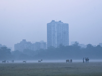 Horses move inside a ground on a foggy winter morning in Kolkata, India, on November 24, 2024. (