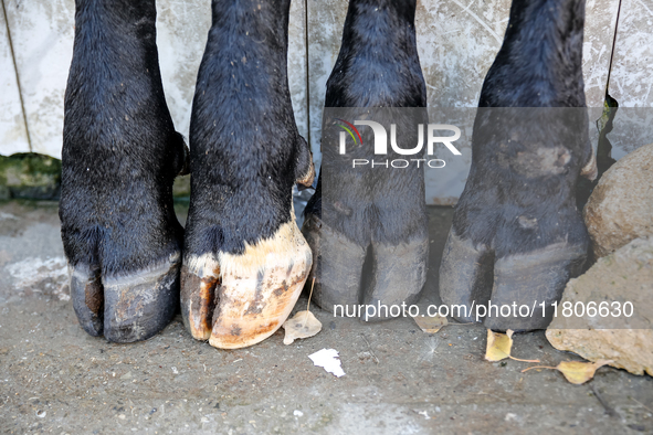 Cow's hooves are seen in front of butcher shop in the suburbs of Baku, capital of Azerbaijan on November 24, 2024. 