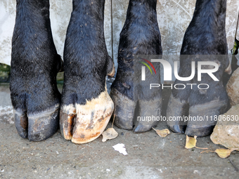 Cow's hooves are seen in front of butcher shop in the suburbs of Baku, capital of Azerbaijan on November 24, 2024. (