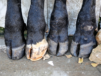 Cow's hooves are seen in front of butcher shop in the suburbs of Baku, capital of Azerbaijan on November 24, 2024. (