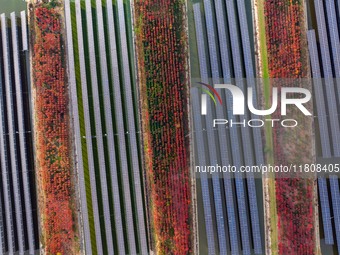 Workers set up solar panels at the construction site of Baima Lake Farm's fishery-solar hybrid project, with a total investment of 300 milli...