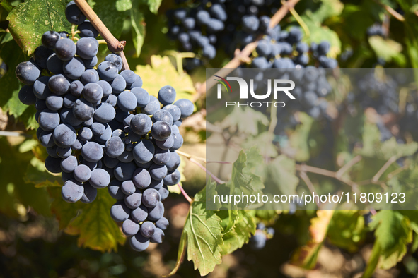 A detailed shot shows a Uva di Troia grape cluster hanging on the vine, nearing maturity, in Italy, on October 1, 2020. The image highlights...